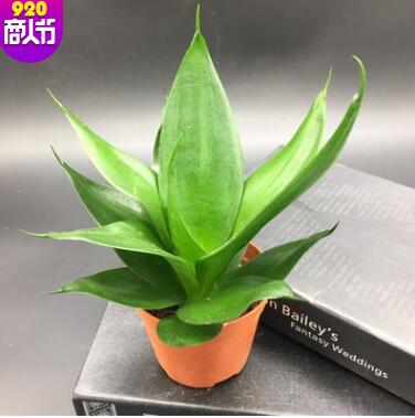 虎皮蘭長青虎 虎尾蘭 室內辦公桌面吸甲醛綠植盆栽盆景