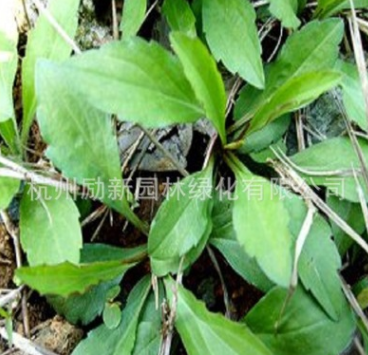 柳葉馬鞭草 南美馬鞭草、長莖馬鞭草 馬蓮 馬蘭 草本植物水培植物
