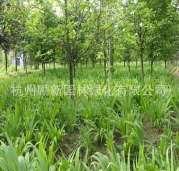 鳶尾 、細徑針茅、 黃花 紅花 水生植物基地直銷批發
