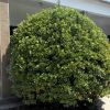 基地批發直銷黃楊球量大從優 黃楊球產品實惠價格合理