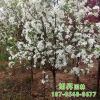 海棠樹種植基地暢銷冬紅海棠樹 邊道工程綠化用冬紅海棠樹