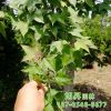 苗圃現貨供應園林綠化苗木三角楓樹苗 庭院綠化規格齊全三角楓
