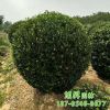 大葉黃楊球批發 綠化苗木易成活價格優惠 供應大葉黃楊樹苗