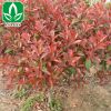 直銷供應常綠苗木紅葉石楠樹苗 優質高桿紅葉石楠 行道樹 品種齊