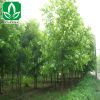批發供應各種樹木 優質法桐樹 法國梧桐 行道樹 規格齊全