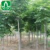 基地供應綠化工程苗木 七葉樹 七葉樹小苗 行道樹 規格齊全