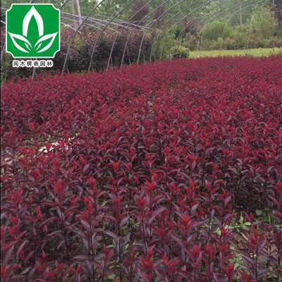 批發 基地直銷優質紫葉矮櫻 紫葉矮櫻苗 綠化苗木 規格齊全