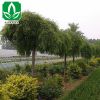 垂槐綠化工程苗木批發 垂槐樹苗 行道樹 規格齊全 園林道路綠化