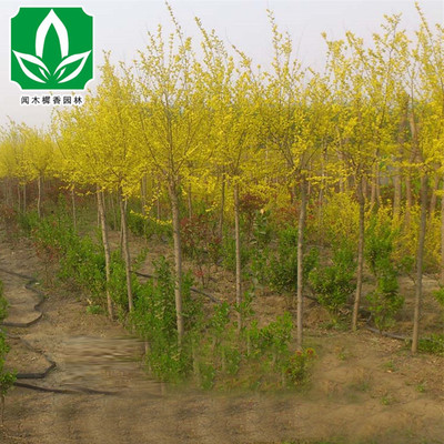 供應綠化苗木 金葉榆 金葉榆樹苗 高嫁接 矮嫁接量大優惠 工程苗