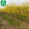 供應綠化苗木 金葉榆 金葉榆樹苗 高嫁接 矮嫁接量大優惠 工程苗