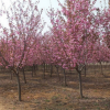 綠化苗木基地低價現貨供應 優質日本櫻花苗 櫻花樹小苗 直徑2-3CM