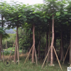 大量批發(fā)A貨光桿鳳凰木15公分 園林景觀工程供應(yīng)規(guī)格齊全鳳凰木