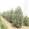 白皮松苗木基地直銷優質2.5米白皮松樹 綠化白皮松苗 保證成活率