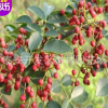 花椒樹苗價格 花椒苗管理方法 花椒種苗