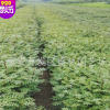 花椒樹批發 現貨出售大紅袍花椒樹 熱銷高產量花椒樹 成活率高