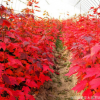基地直銷優質美國紅楓樹苗 中國紅楓 工程園林綠化苗 規格齊全