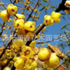 產(chǎn)地供應(yīng)優(yōu)質(zhì)綠化樹苗 梅花苗 精品臘梅 紅綠梅花苗 當(dāng)年開花