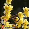 供應(yīng)優(yōu)質(zhì)精品嫁接臘梅花苗 臘梅樹(shù)苗 基地種植 質(zhì)量?jī)?yōu)良