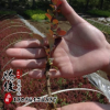 基地直銷(xiāo)紅葉小檗球 紅葉小檗球樹(shù)苗 工程綠化苗木 規(guī)格齊全