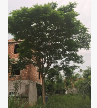 藍花楹：優質綠化園林 行道樹 米徑20公分