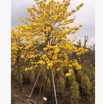 黃花風鈴木：胸徑12公分 地苗 移植苗大量供應