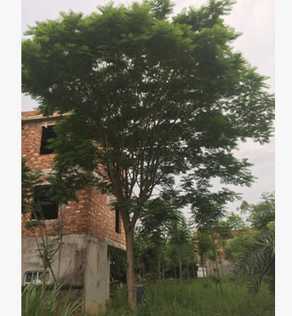 藍花楹：米徑15公分 地苗 袋苗：自產自銷