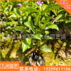 茉莉雙色花盆栽花卉鴛鴦茉莉批發(fā) 庭院室內(nèi)工程綠化觀賞廠家直銷