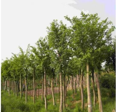 【苗圃直銷】重陽木 重陽木大樹 基地批發(fā)各種規(guī)格綠化苗木草坪