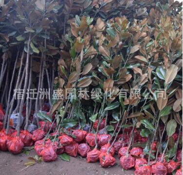 基地直銷(xiāo)工程綠化苗木 廣玉蘭小苗 規(guī)格全 行道樹(shù)綠化 廣玉蘭樹(shù)苗