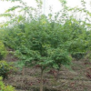 雞爪槭綠化工程苗木 雞爪槭各規(guī)格苗木低價(jià)處理