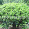 特價(jià)批發(fā)優(yōu)質(zhì)海桐球 工程綠化用苗 四季常青 成活高 價(jià)格優(yōu)惠