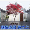 美國紅楓綠化苗木紅舞姬三季紅日本紅楓樹苗庭院盆栽花卉陽臺植物