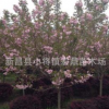 批發(fā) 櫻花 櫻花樹 櫻花苗 風(fēng)景樹種類 綠化樹苗 園林景觀8cm