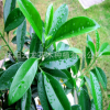 批發(fā) 白茉莉雙色茉莉非洲茉莉 重瓣茉莉綠植花卉室內(nèi)外盆栽