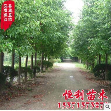 基地直銷 香樟樹苗 工程苗香樟小苗銷售 大小苗規(guī)格齊全
