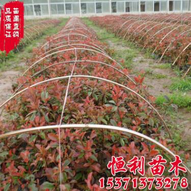 批發紅葉石楠綠化苗木 紅葉石楠球 基地紅葉石楠 工程綠化色塊苗