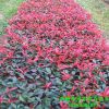 紅葉石楠苗 山東青州花卉大量供應(yīng)石楠 公園綠籬