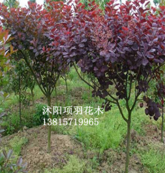 供應(yīng)大量紫葉李紅葉李樹(shù)苗 價(jià)格便宜