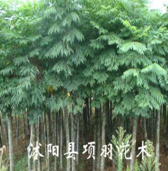 綠化苗木 行道花卉植物 欒樹(shù)樹(shù)苗 大小規(guī)格齊全