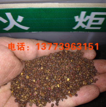 低價(jià)供應(yīng)優(yōu)質(zhì)火炬樹(shù)種子 火炬種子價(jià)格 播種方法 綠化苗木批發(fā)