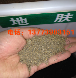地膚種子 掃帚種子 孔雀松種子 地麥種子 當(dāng)年新採(cǎi)量大從優(yōu)