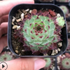 柔情 長(zhǎng)生草3-4cm 多肉植物基地直銷品相優(yōu)美