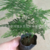 批發(fā)文竹盆景花卉迷你盆栽植物綠色防幅射辦公室小型室內(nèi)盆景植物