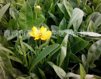 批發(fā) 草花花卉種子 大花金雞菊 重瓣金雞菊 基地直批 低價(jià)