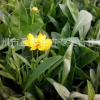 批發(fā) 草花花卉種子 大花金雞菊 重瓣金雞菊 基地直批 低價(jià)
