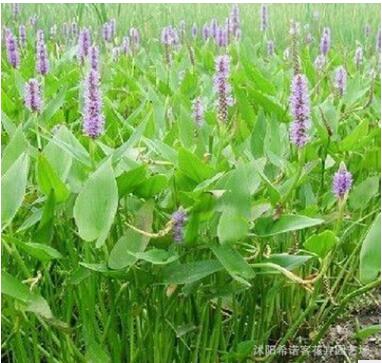 梭魚草 優質水生植物 批發梭魚草 規格全