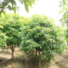 園林苗木 桂花樹批發(fā) 冠幅緊密 原生綠植物 現(xiàn)賣現(xiàn)挖