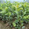 大量供應德昌油茶苗、容器袋油茶苗 一級苗木 二級苗木供應批發