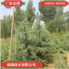 批發雪松 雪松苗 四季常青松樹苗 園林綠化苗木20-50厘米高