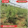 直銷蘋果苗南北方庭院種植盆栽地栽果樹苗嫁接當(dāng)年結(jié)果盆景